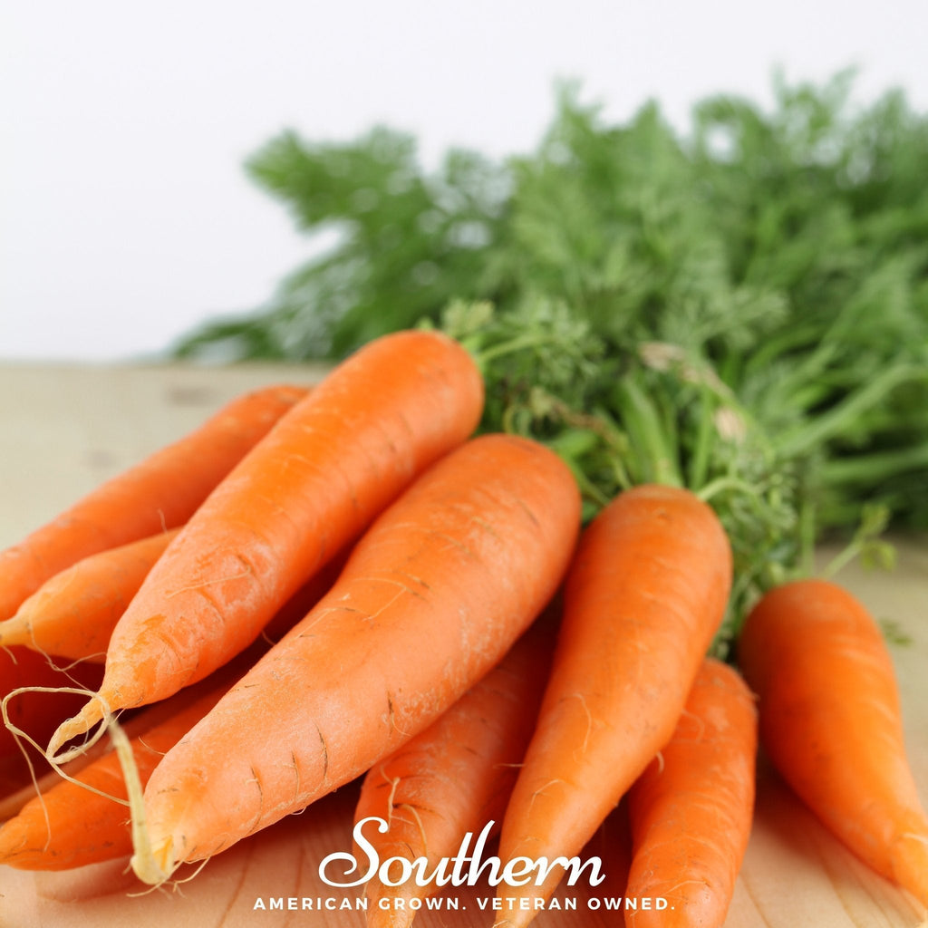 Danvers Carrot – 250 Seeds Southern Seeds