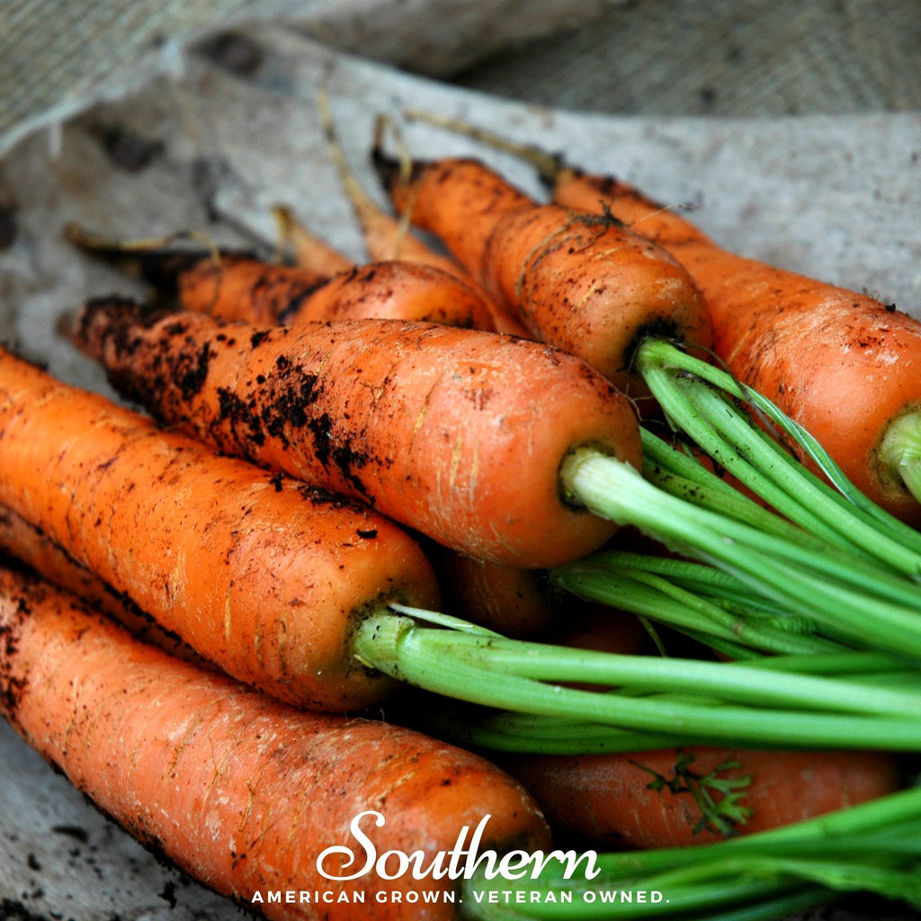 Danvers Carrot – 250 Seeds Southern Seeds