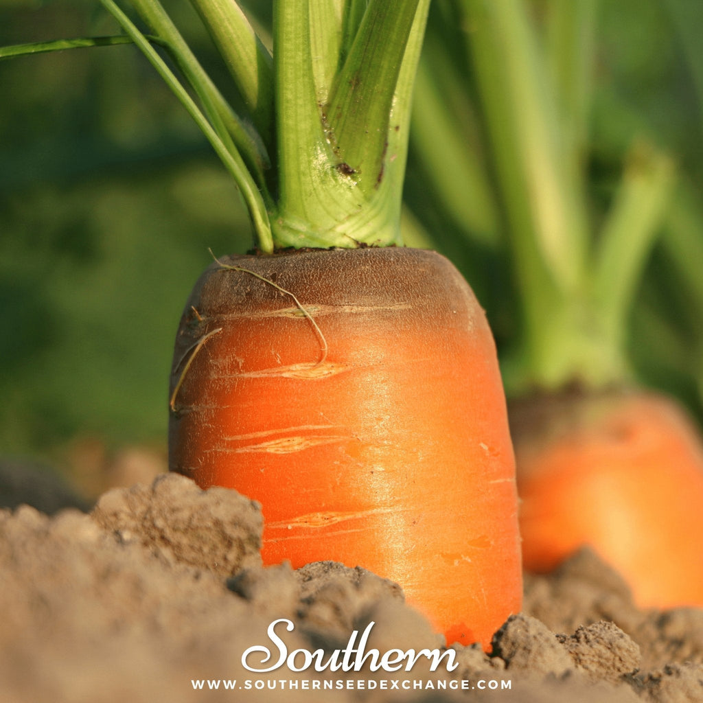 Imperator 58 Carrot – 250 Seeds Southern Seeds