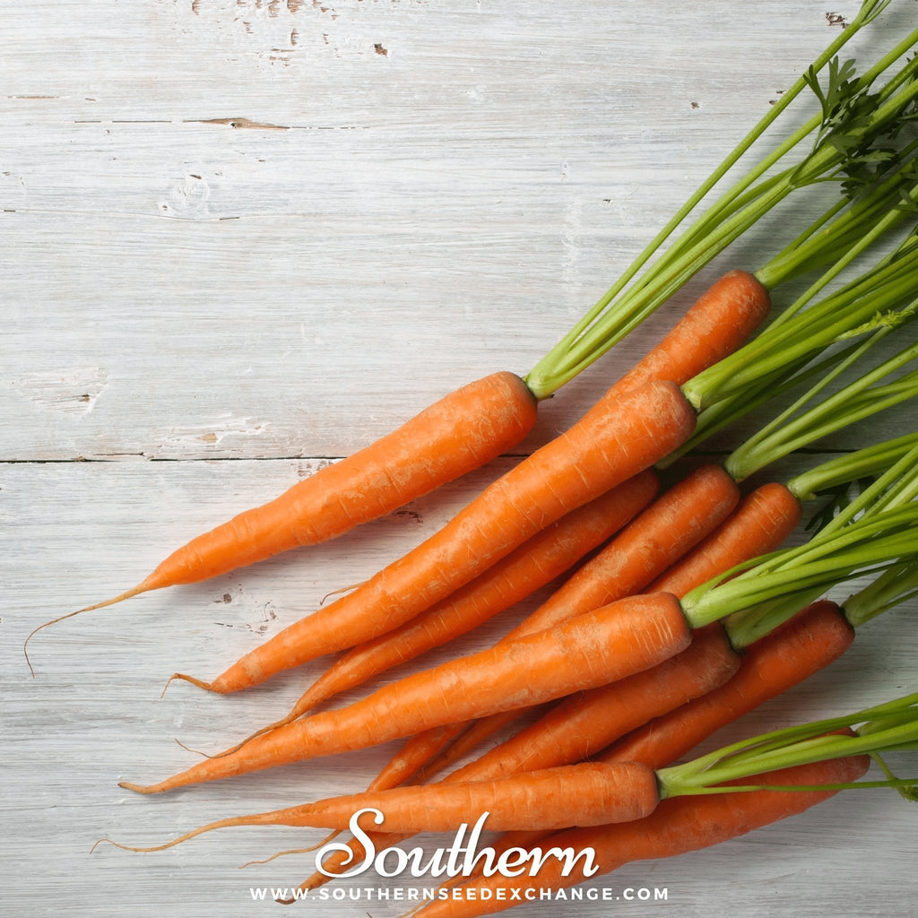 Imperator 58 Carrot – 250 Seeds Southern Seeds