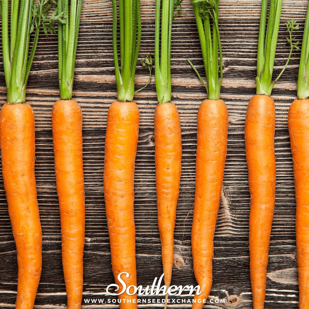 Imperator 58 Carrot – 250 Seeds Southern Seeds
