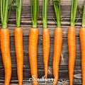 Imperator 58 Carrot – 250 Seeds Southern Seeds
