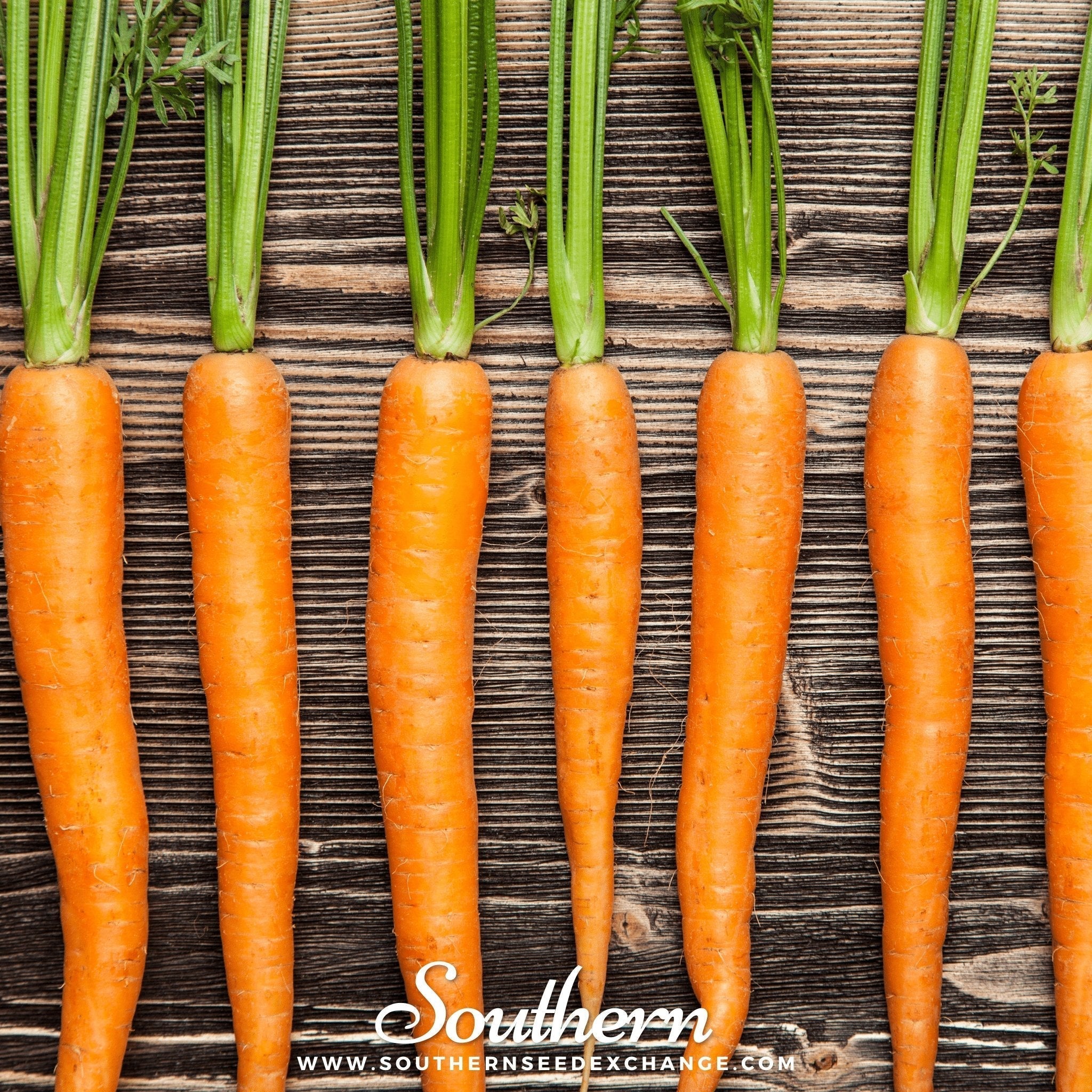 Imperator 58 Carrot – 250 Seeds Southern Seeds