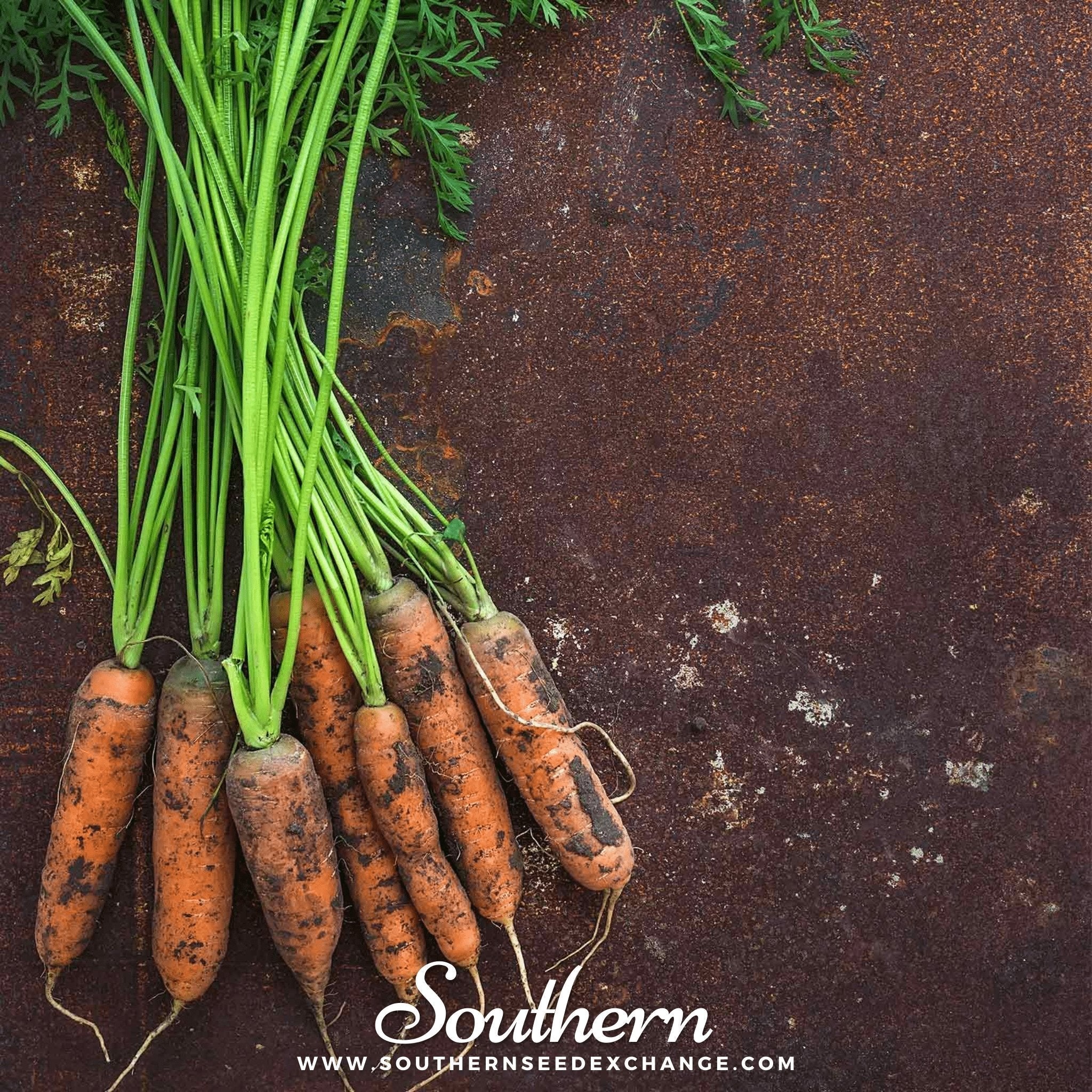 Little Finger Carrot – 250 Seeds Southern Seeds