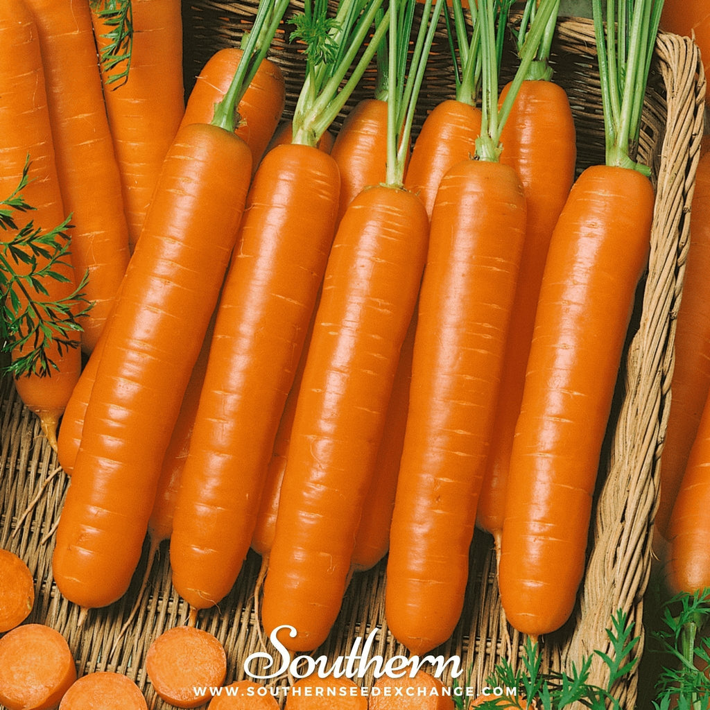 Little Finger Carrot – 250 Seeds Southern Seeds