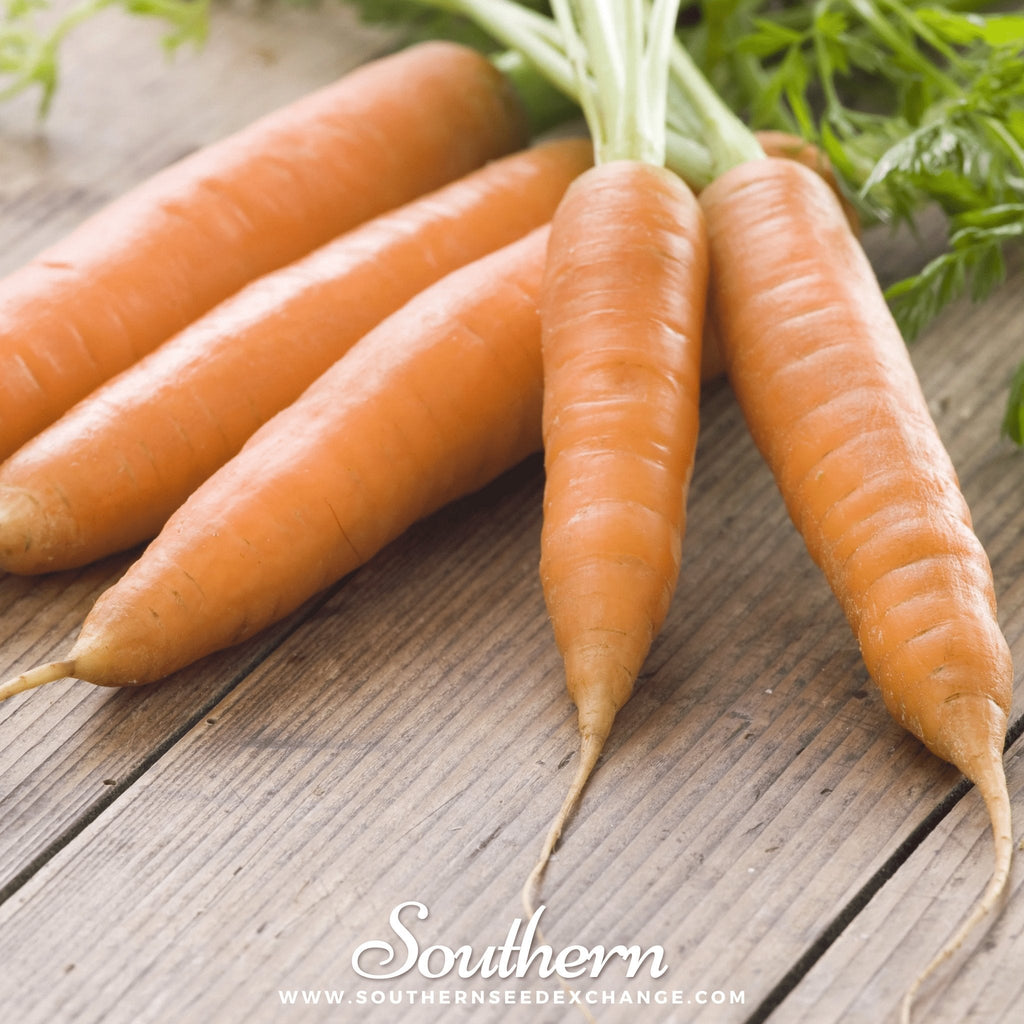 Little Finger Carrot – 250 Seeds Southern Seeds