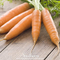 Little Finger Carrot – 250 Seeds Southern Seeds