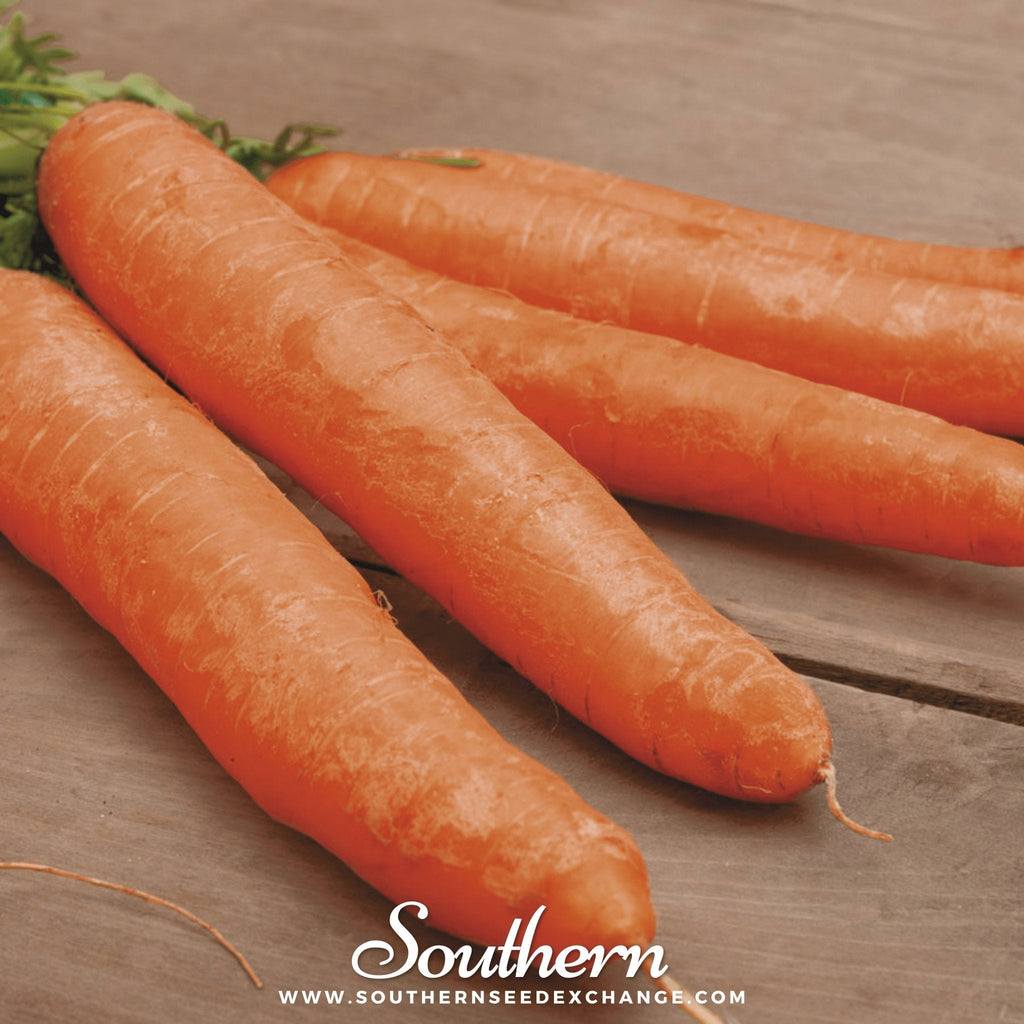 Little Finger Carrot – 250 Seeds Southern Seeds