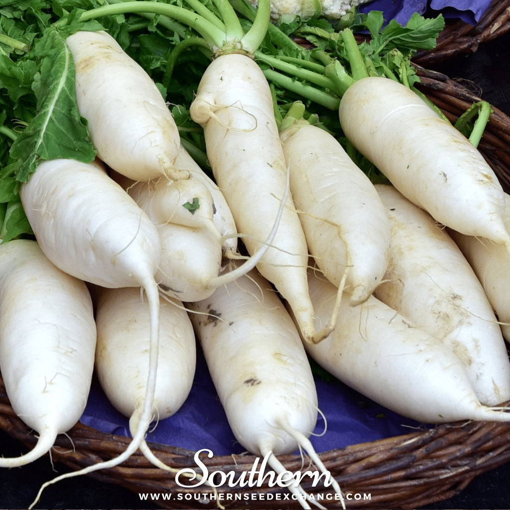 Lunar White Carrot – 250 Seeds Southern Seeds