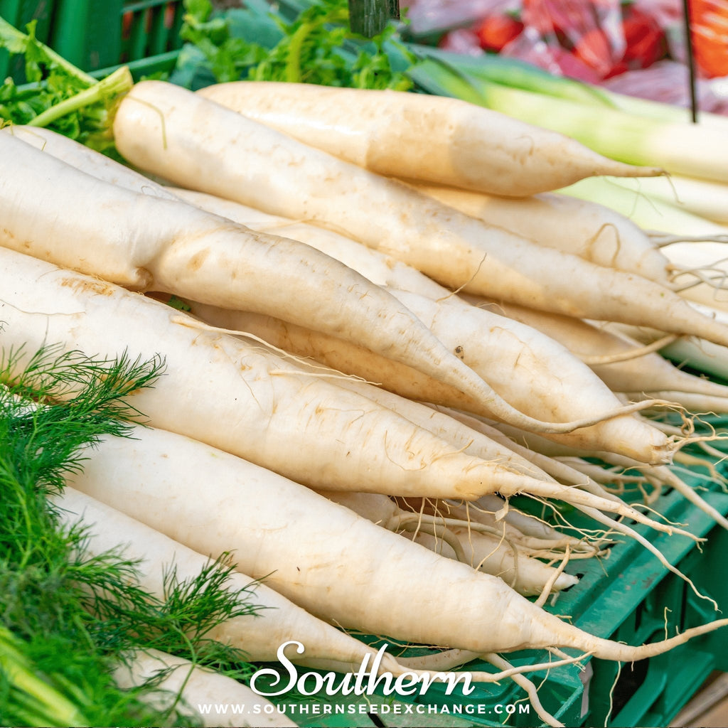 Lunar White Carrot – 250 Seeds Southern Seeds