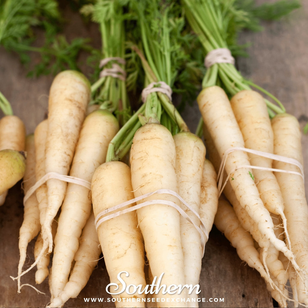 Lunar White Carrot – 250 Seeds Southern Seeds