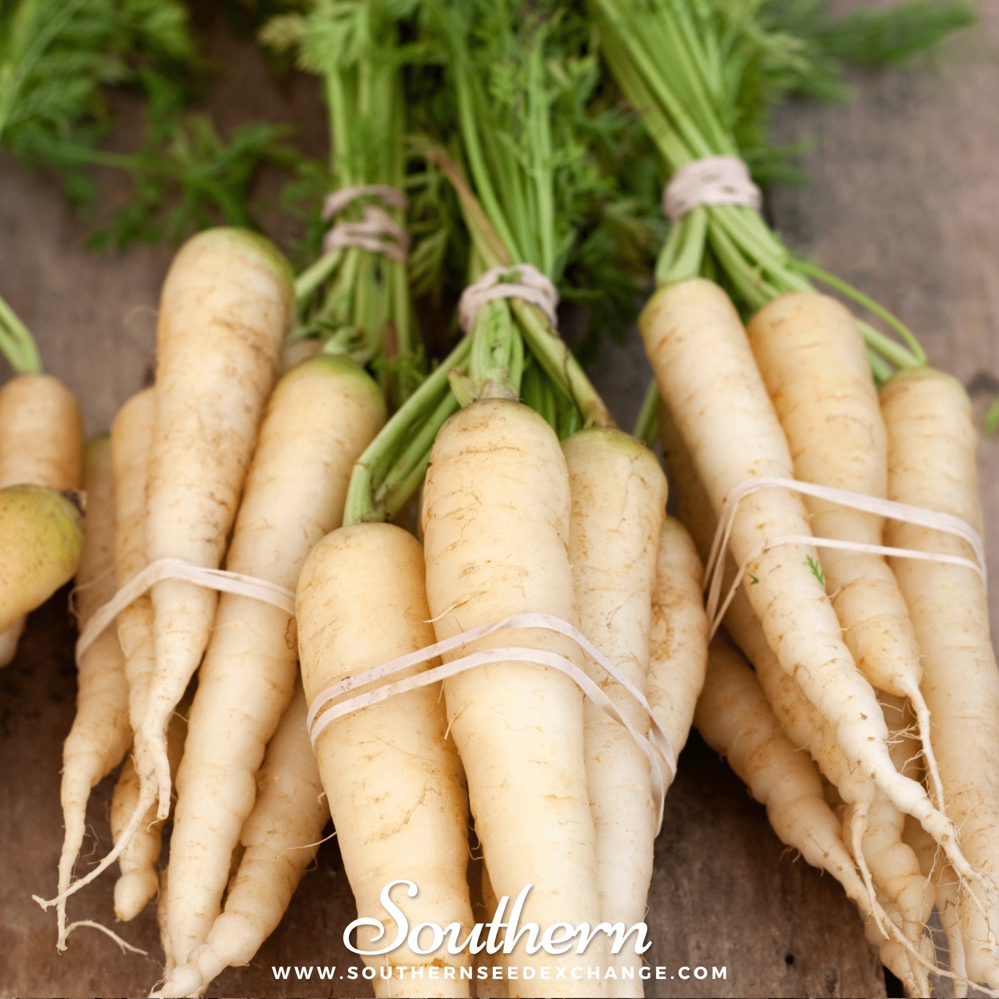 Lunar White Carrot – 250 Seeds Southern Seeds