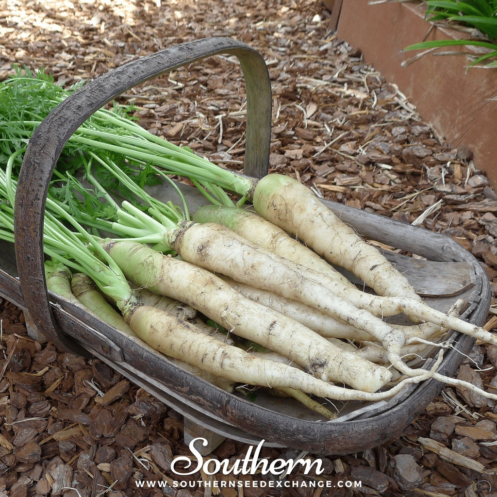 Lunar White Carrot – 250 Seeds Southern Seeds
