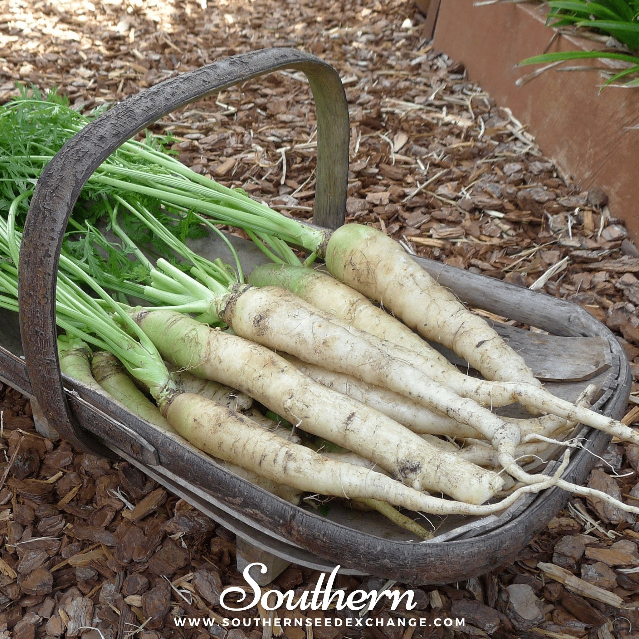 Lunar White Carrot – 250 Seeds Southern Seeds