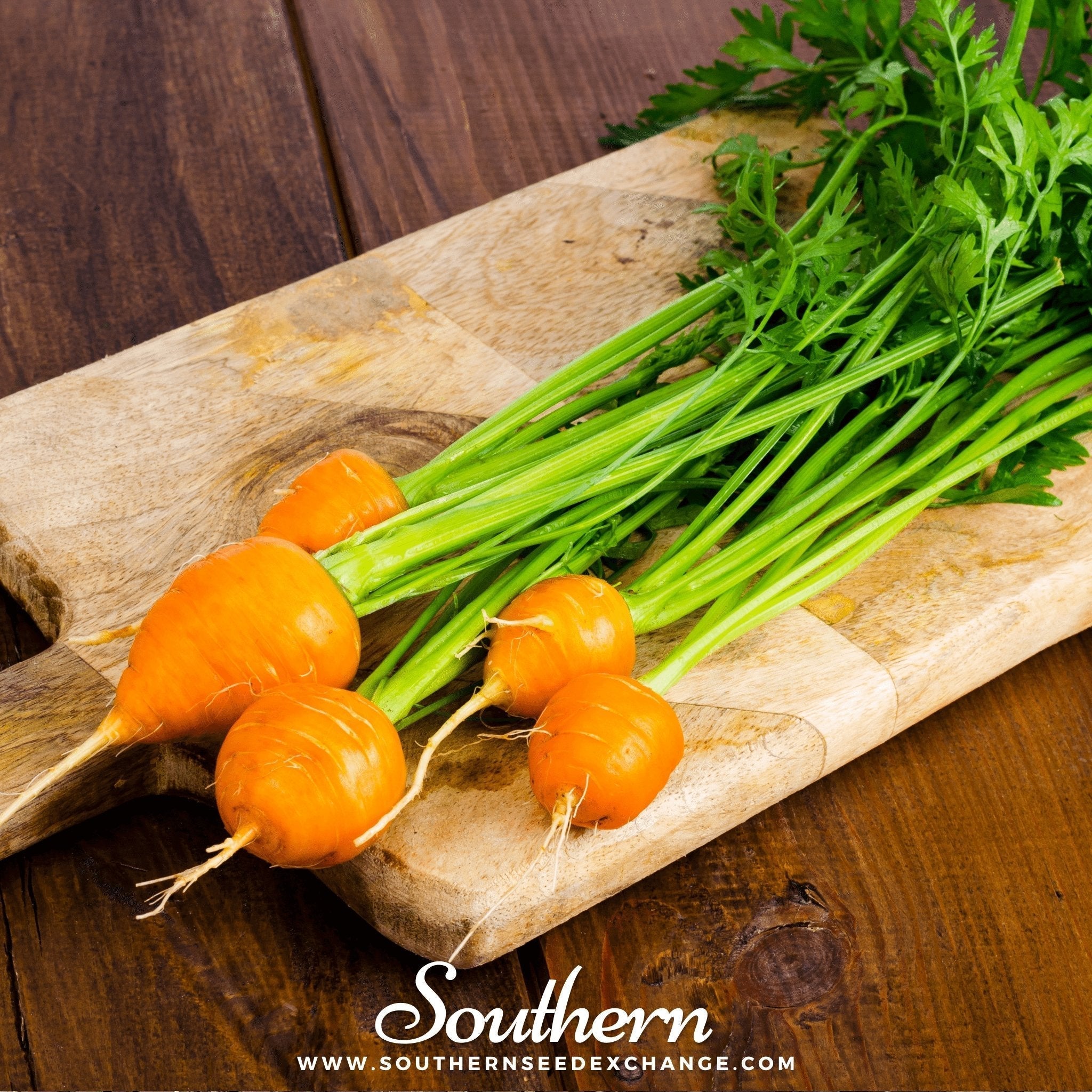 Parisian Carrot – 250 Seeds Southern Seeds