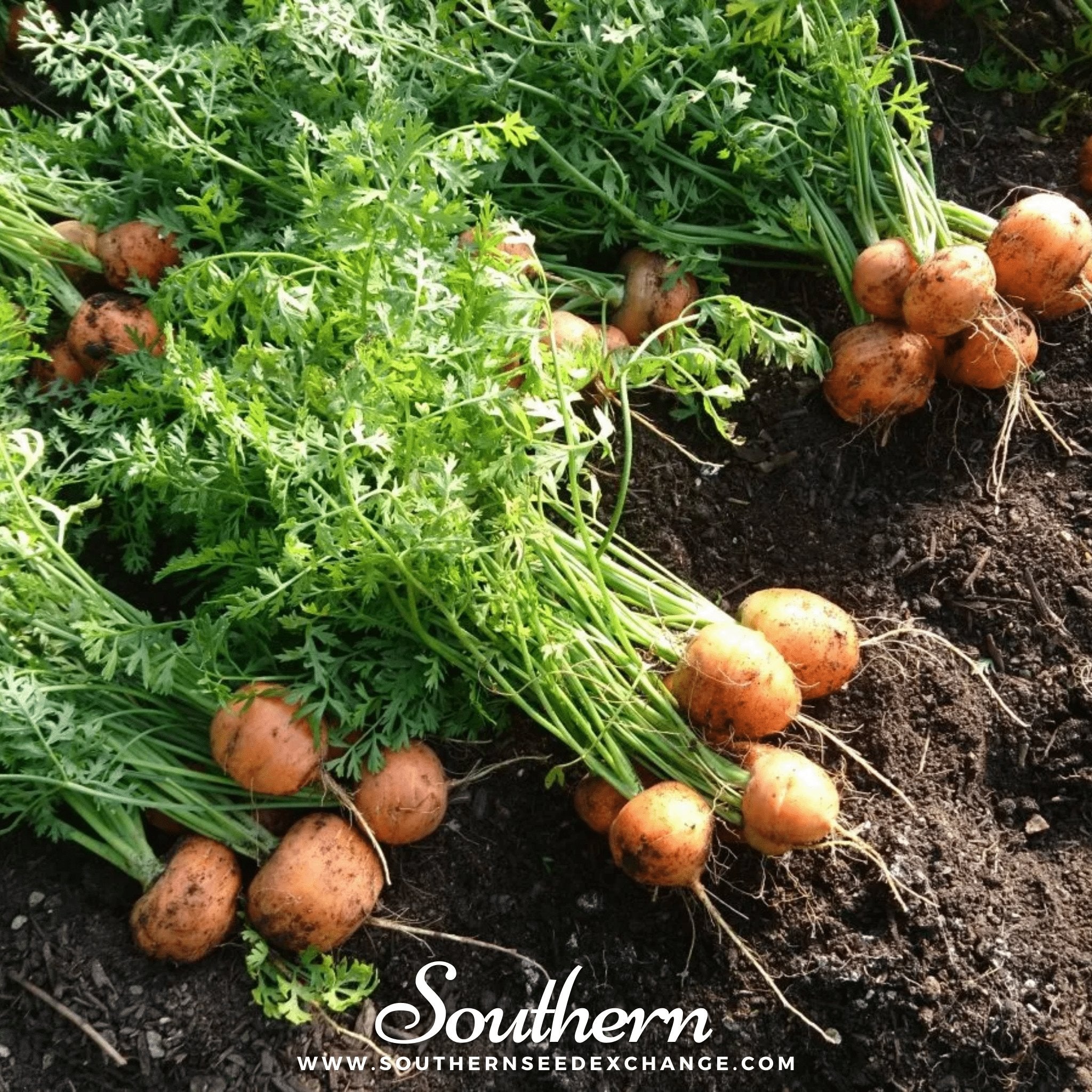 Parisian Carrot – 250 Seeds Southern Seeds