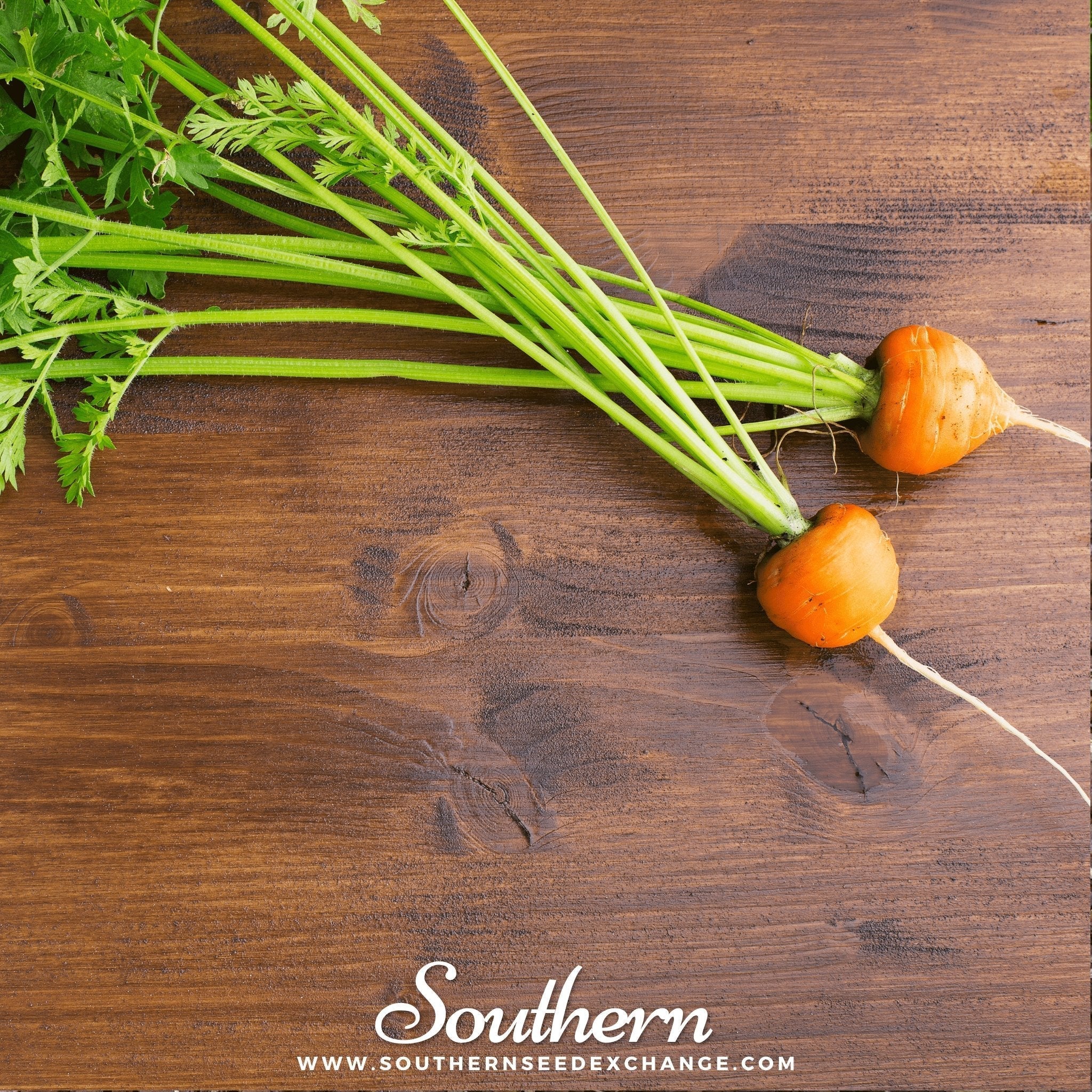 Parisian Carrot – 250 Seeds Southern Seeds