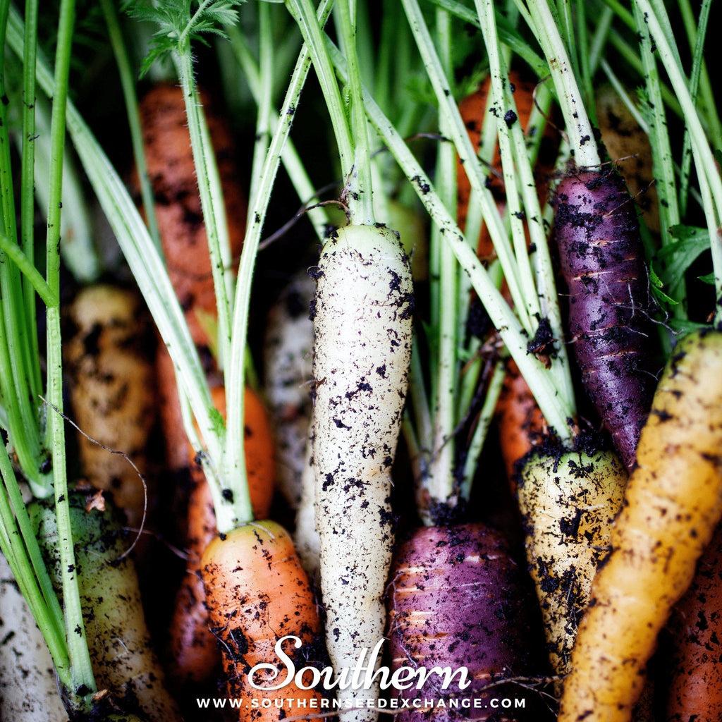 Rainbow Carrot – 100 Seeds Southern Seeds