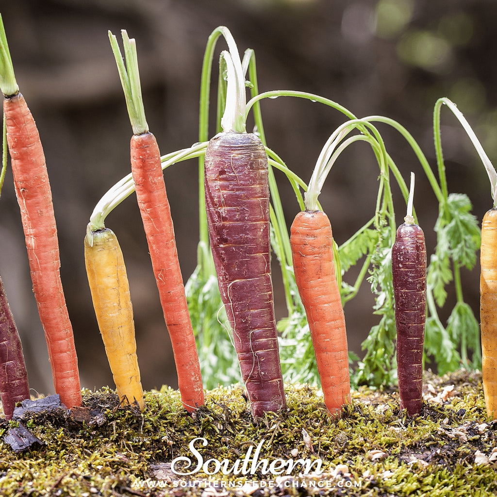 Rainbow Carrot – 100 Seeds Southern Seeds