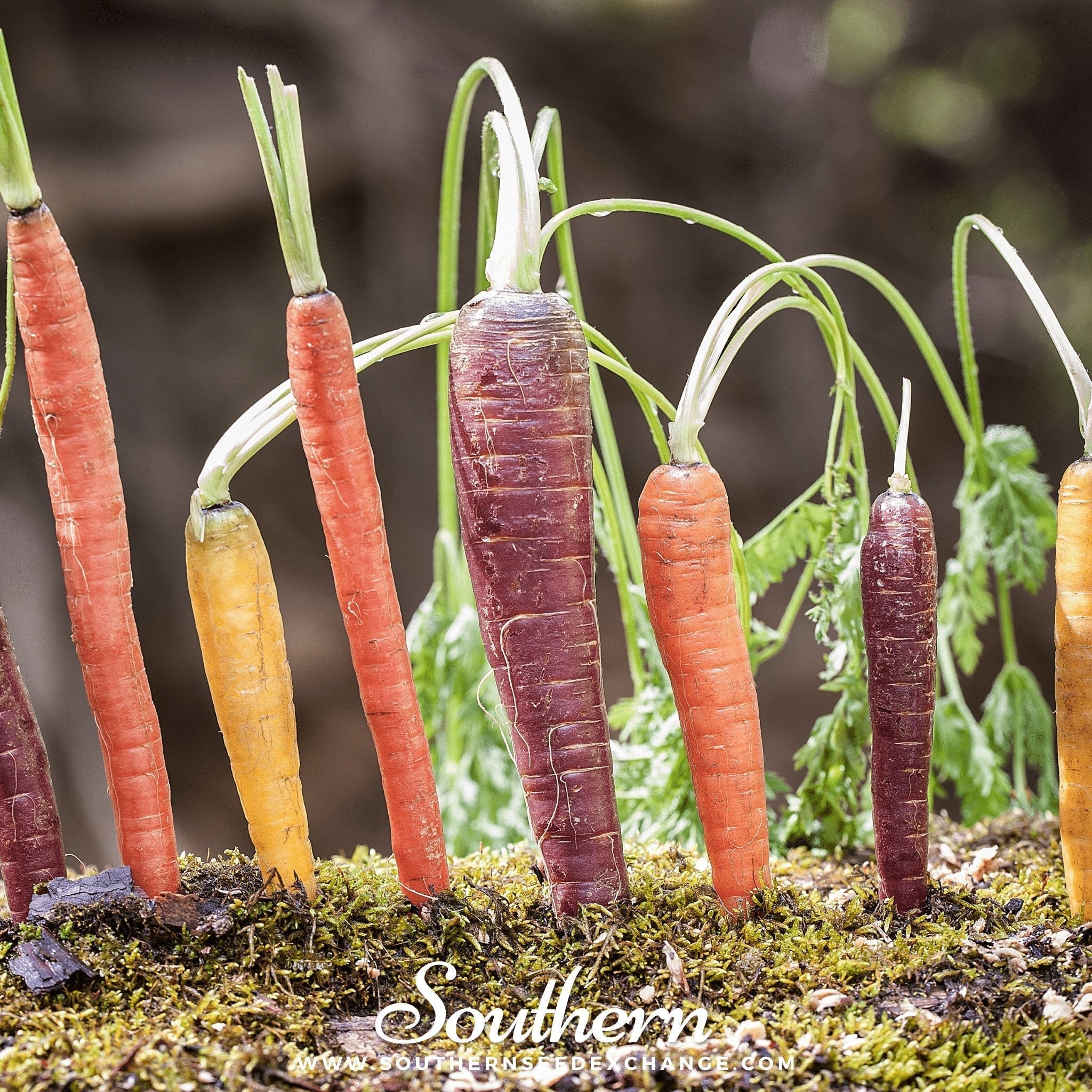 Rainbow Carrot – 100 Seeds Southern Seeds