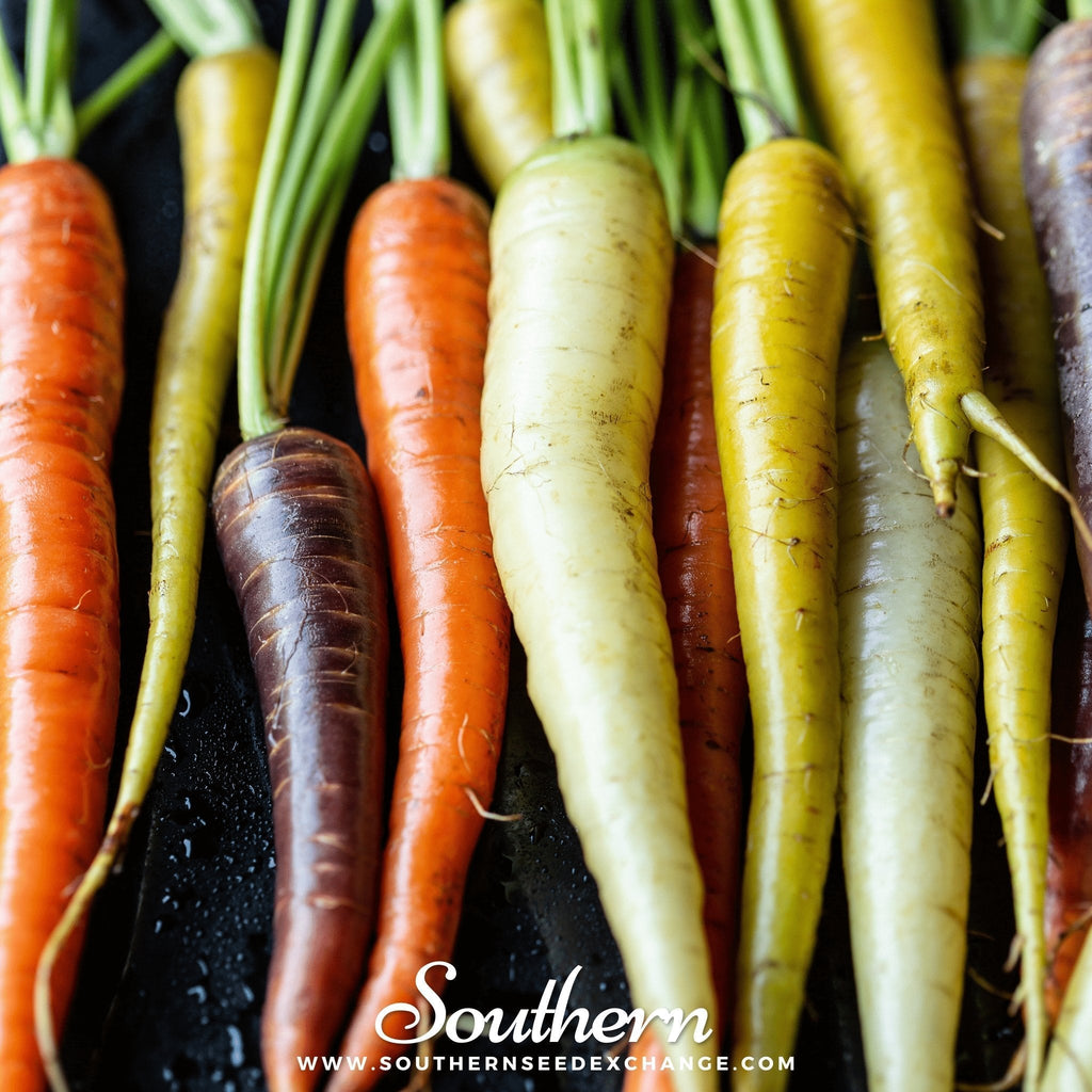 Rainbow Carrot – 100 Seeds Southern Seeds