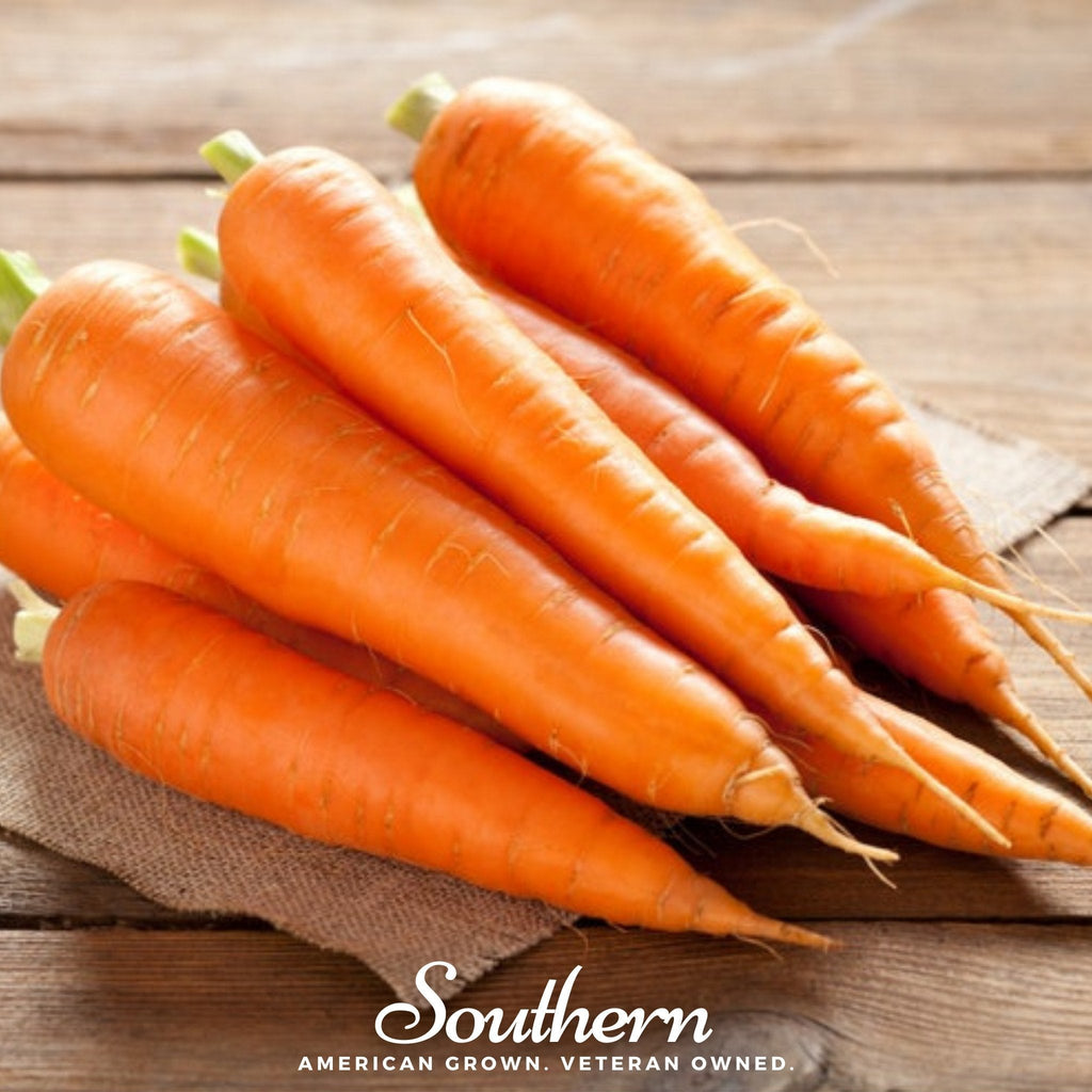 Scarlet Nantes Carrot – 250 Seeds Southern Seeds