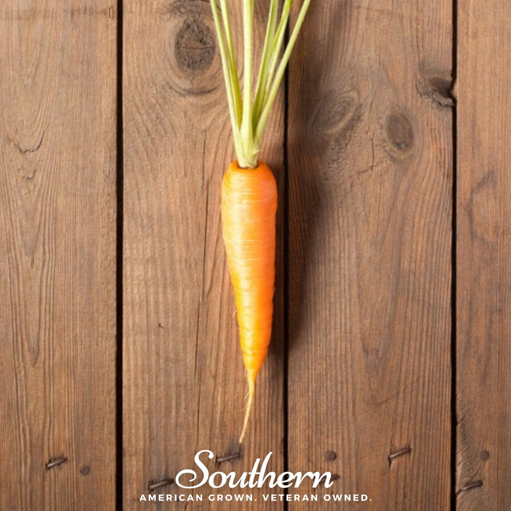 Scarlet Nantes Carrot – 250 Seeds Southern Seeds
