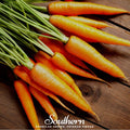 Scarlet Nantes Carrot – 250 Seeds Southern Seeds