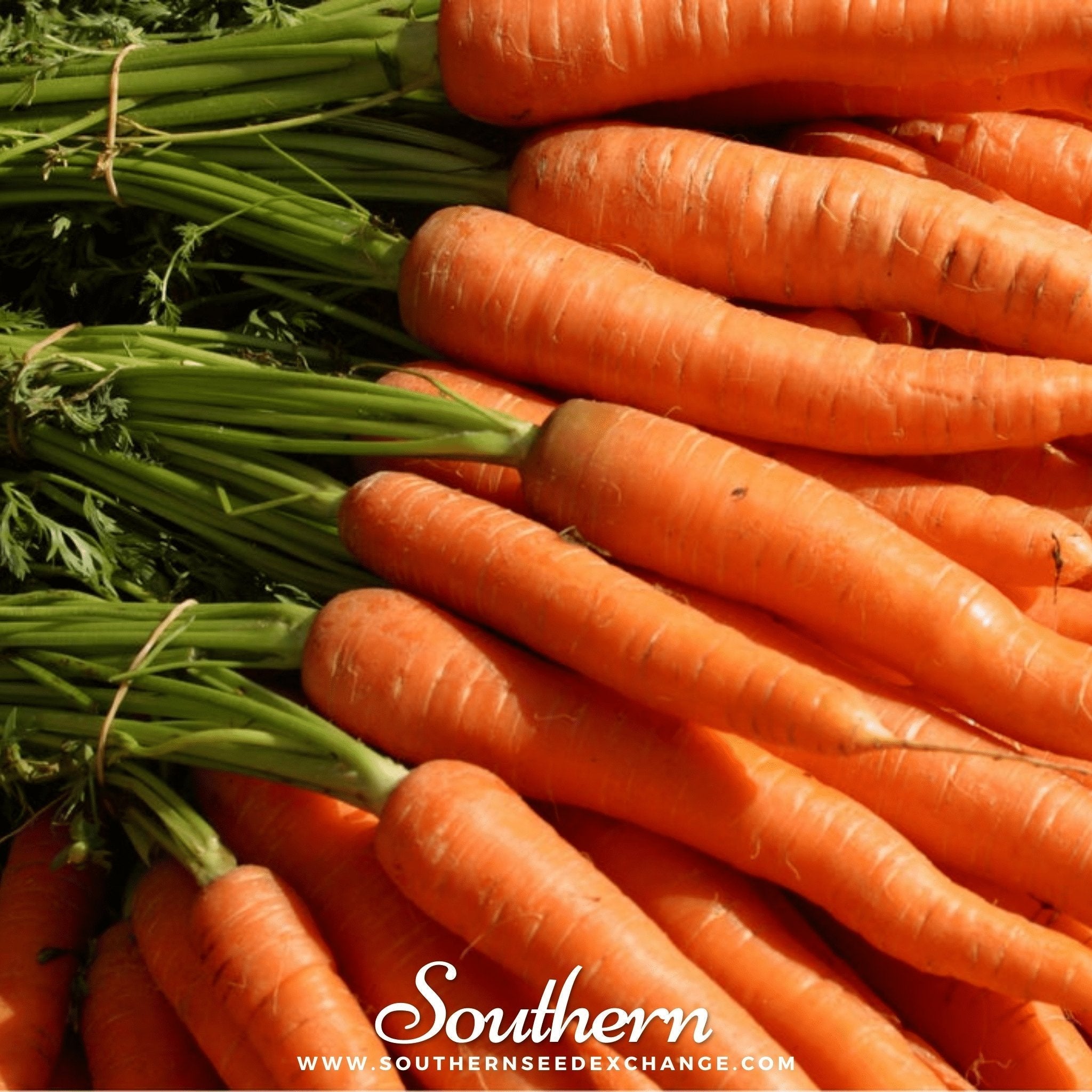 Tendersweet Carrot – 250 Seeds Southern Seeds