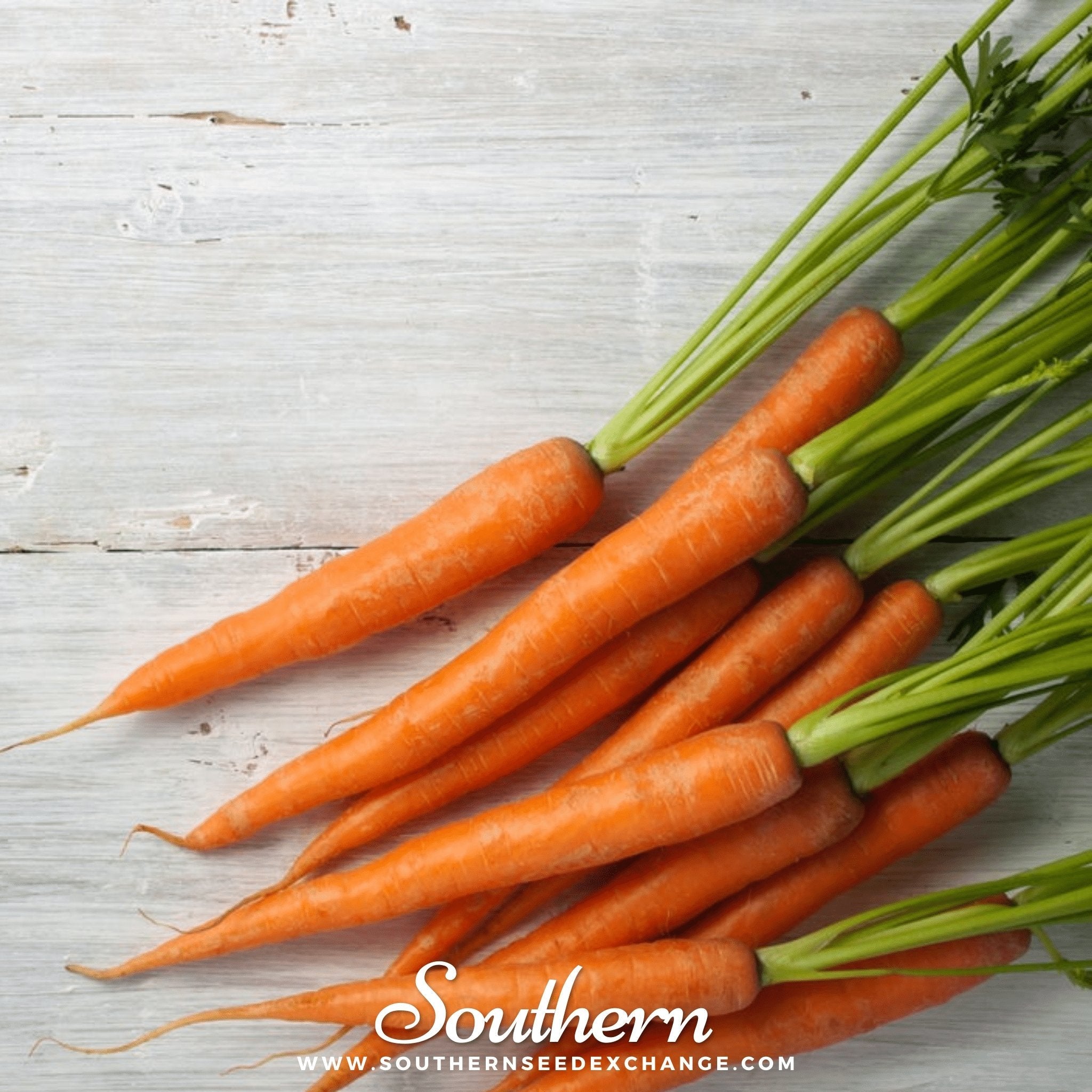 Tendersweet Carrot – 250 Seeds Southern Seeds
