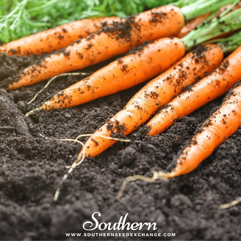 Tendersweet Carrot – 250 Seeds Southern Seeds