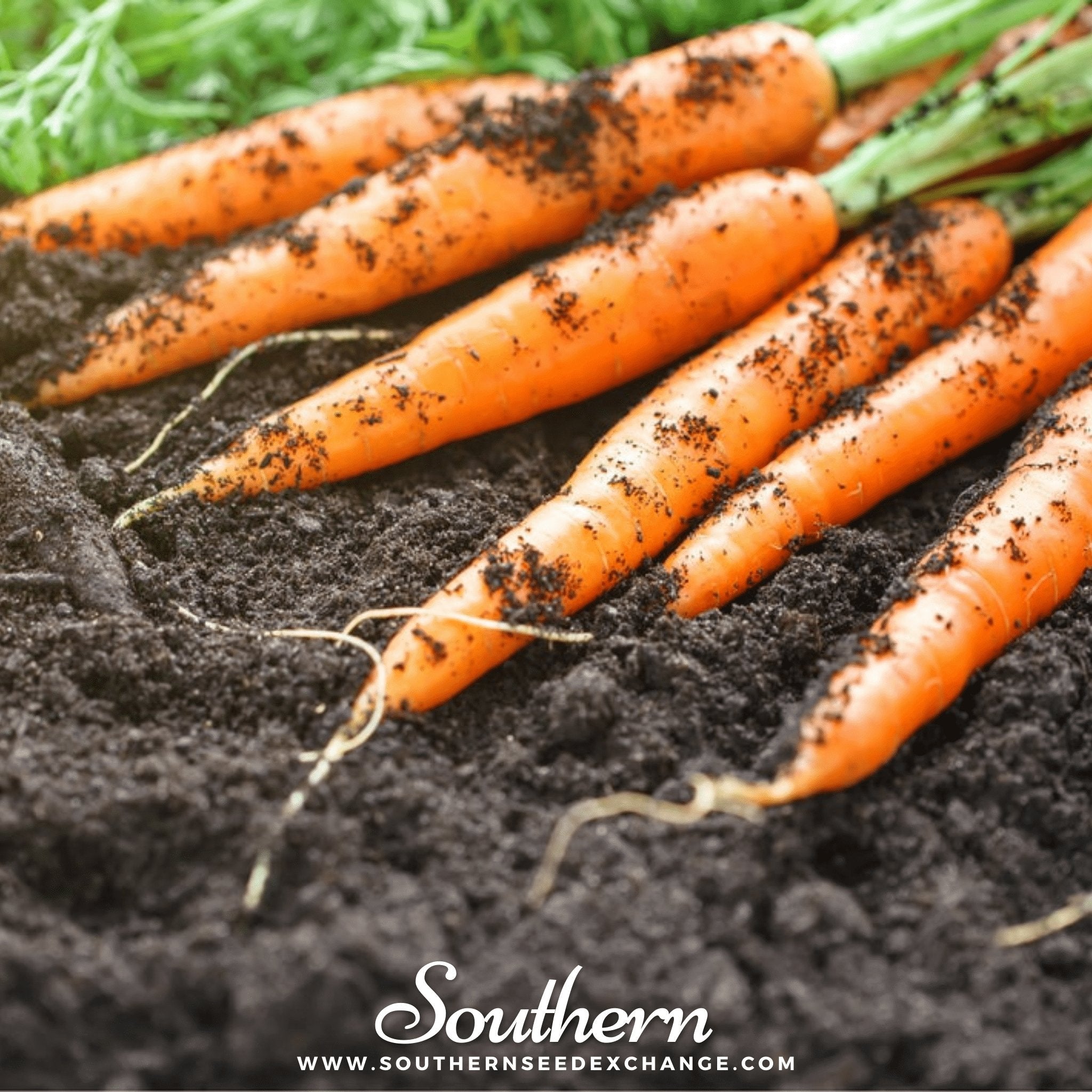 Tendersweet Carrot – 250 Seeds Southern Seeds