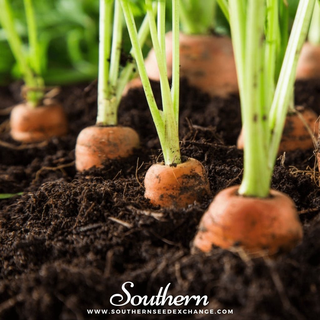 Tendersweet Carrot – 250 Seeds Southern Seeds