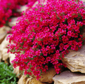 Cascade Red Rockcress – 50 Seeds Southern Seeds