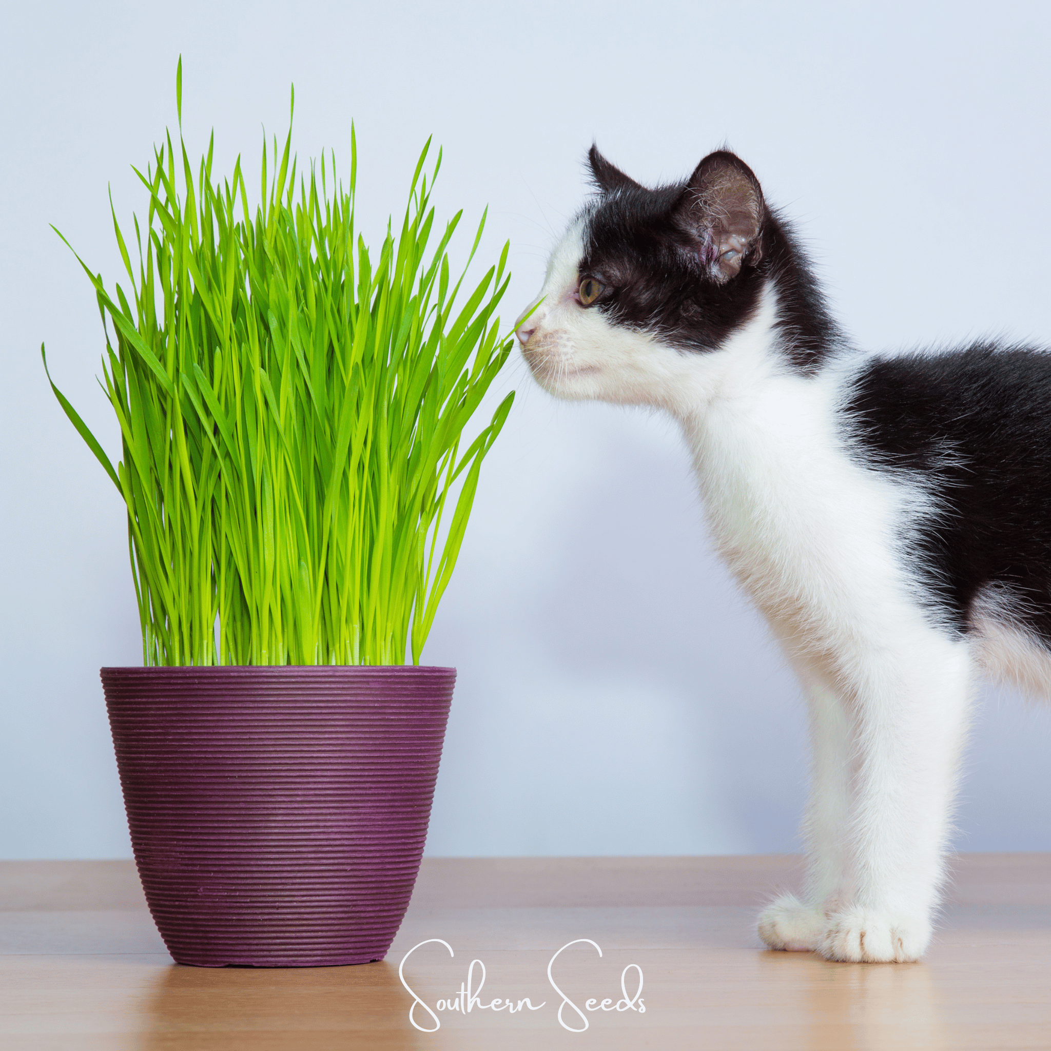 Cat Grass – 50 Seeds Southern Seeds