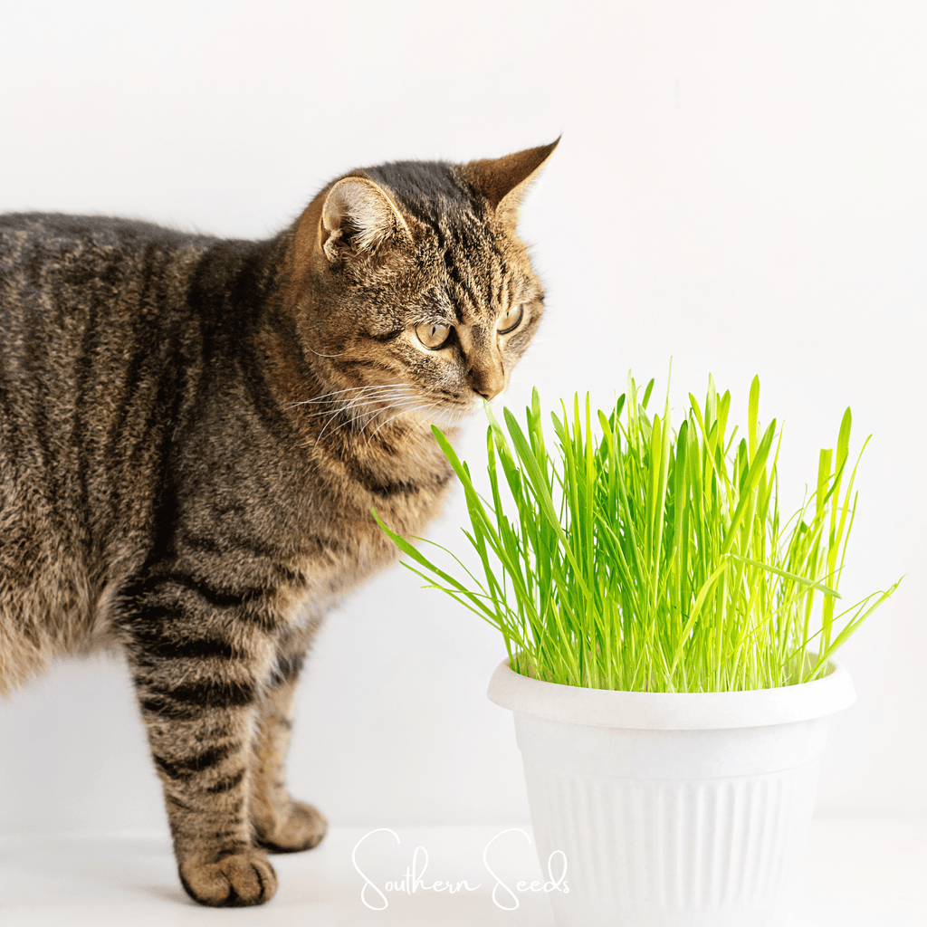 Cat Grass – 50 Seeds Southern Seeds
