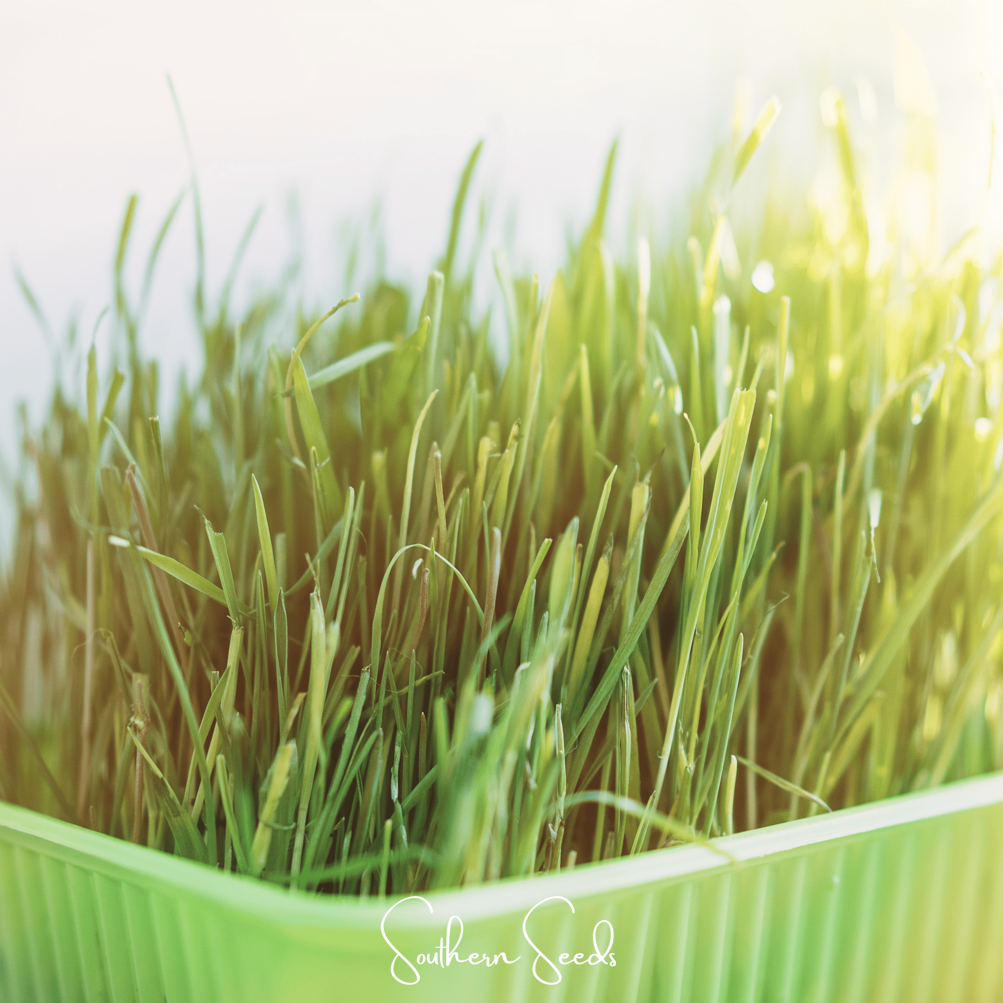 Cat Grass – 50 Seeds Southern Seeds