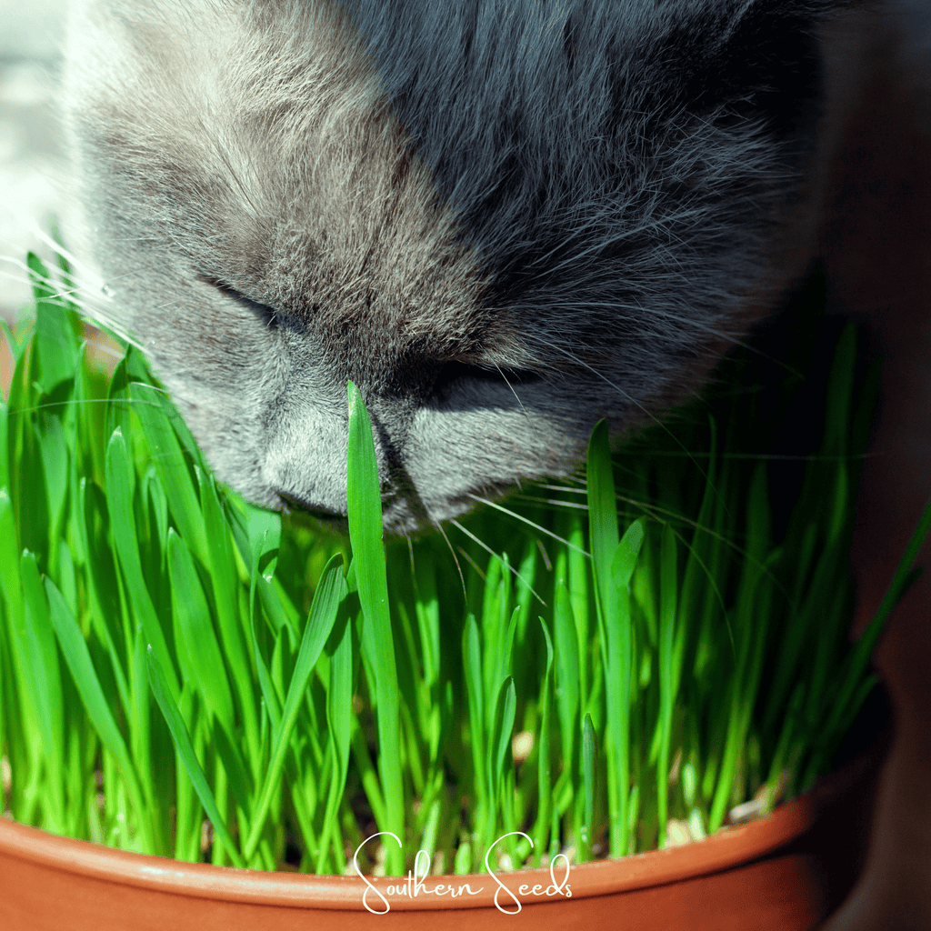 Cat Grass – 50 Seeds Southern Seeds