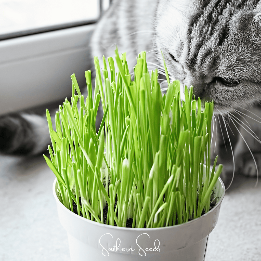 Cat Grass – 50 Seeds Southern Seeds