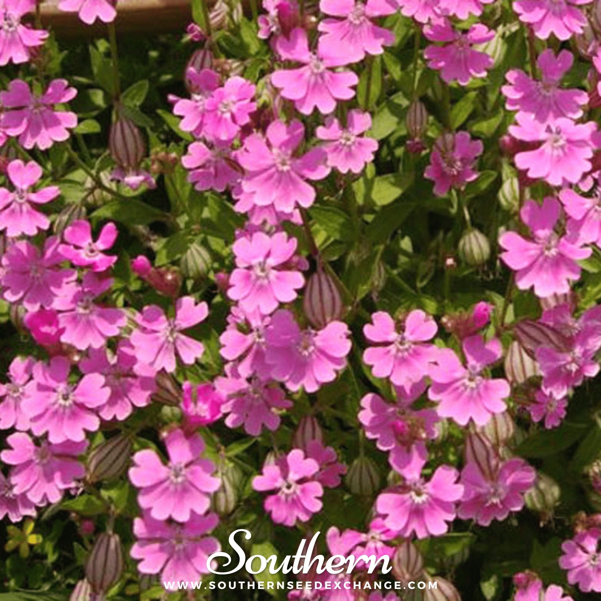 Nodding Catchfly – 100 Seeds Southern Seeds