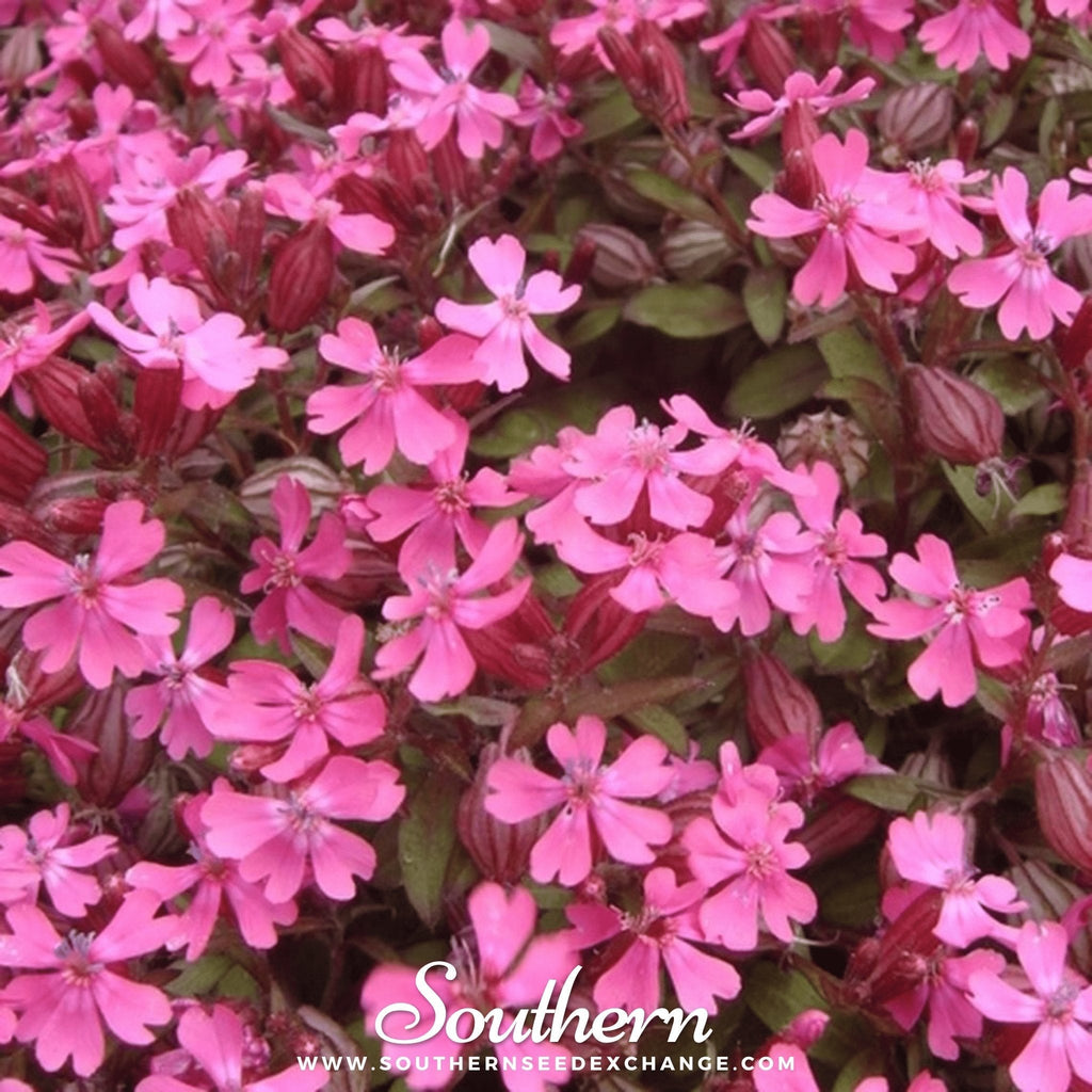 Nodding Catchfly – 100 Seeds Southern Seeds