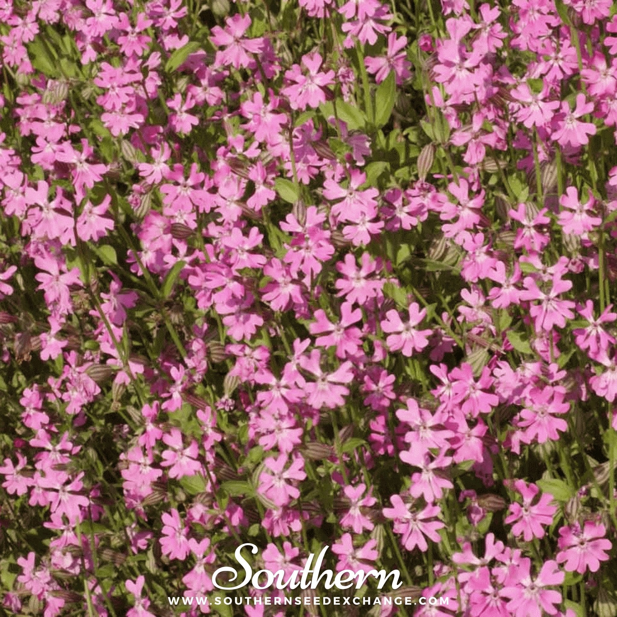 Nodding Catchfly – 100 Seeds Southern Seeds