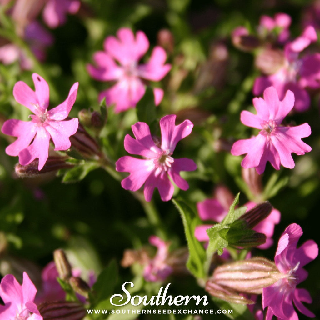 Nodding Catchfly – 100 Seeds Southern Seeds
