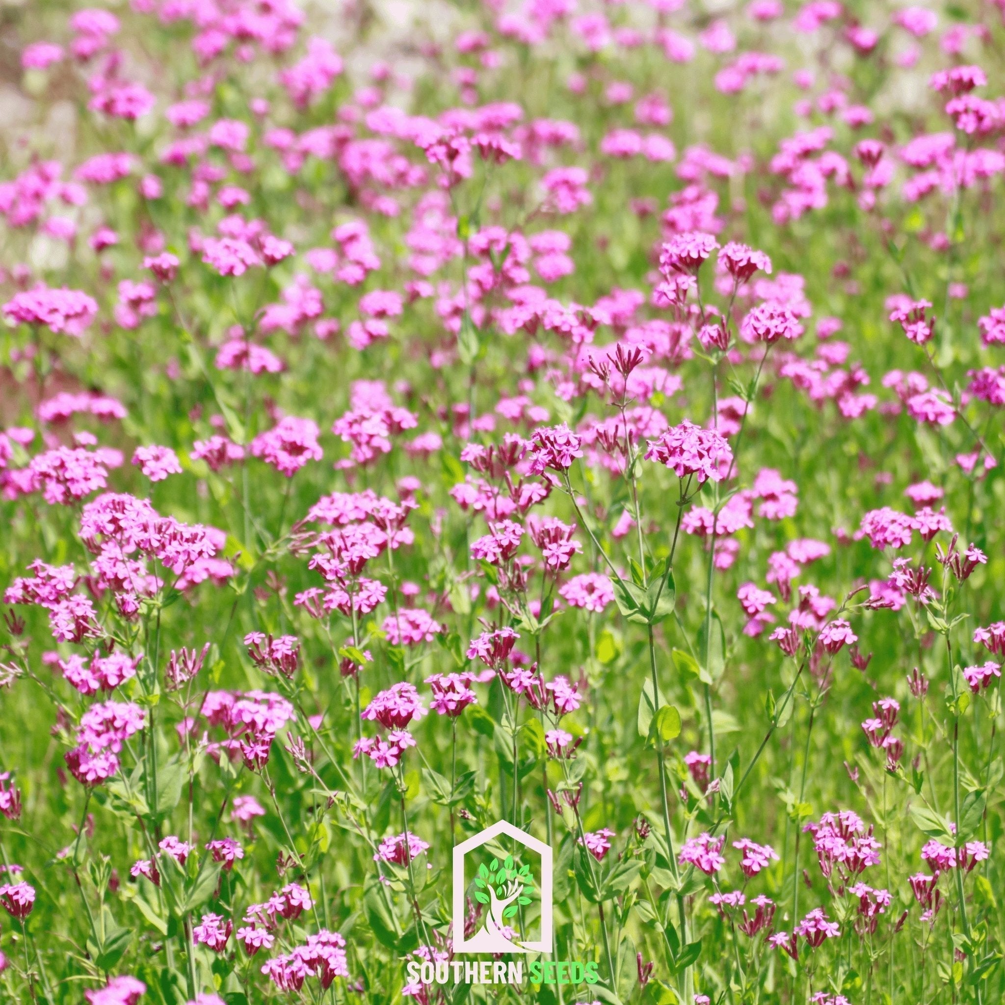 None So Pretty Catchfly – 250 Seeds Southern Seeds