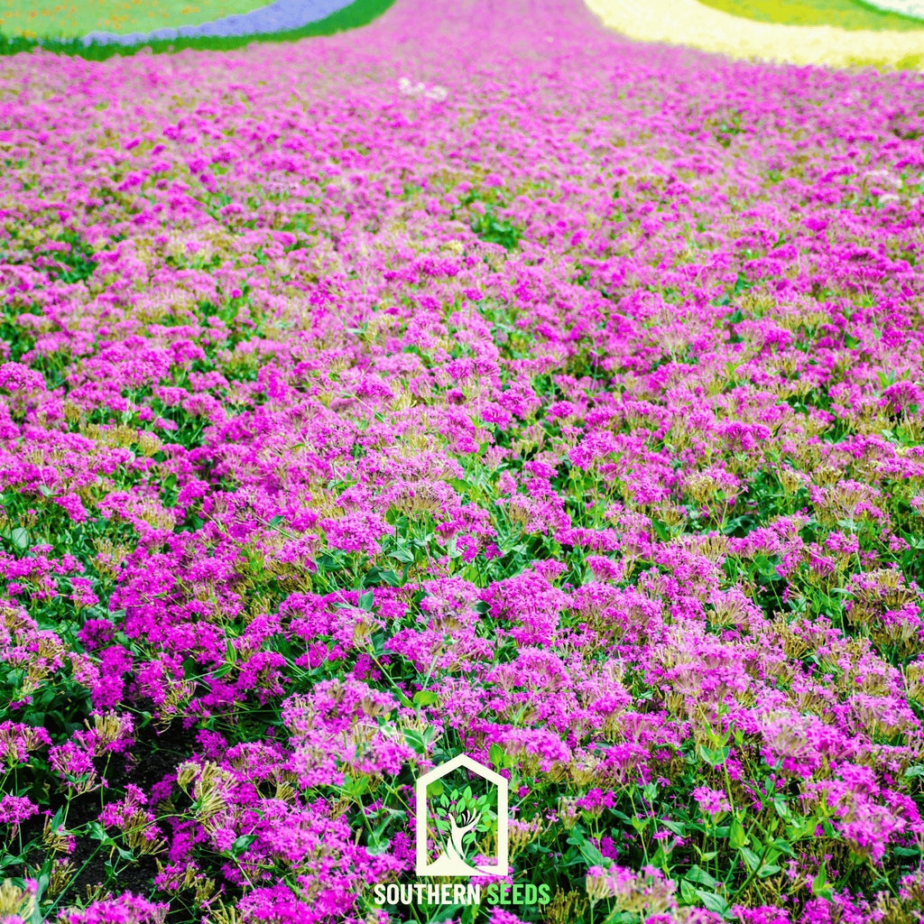 None So Pretty Catchfly – 250 Seeds Southern Seeds