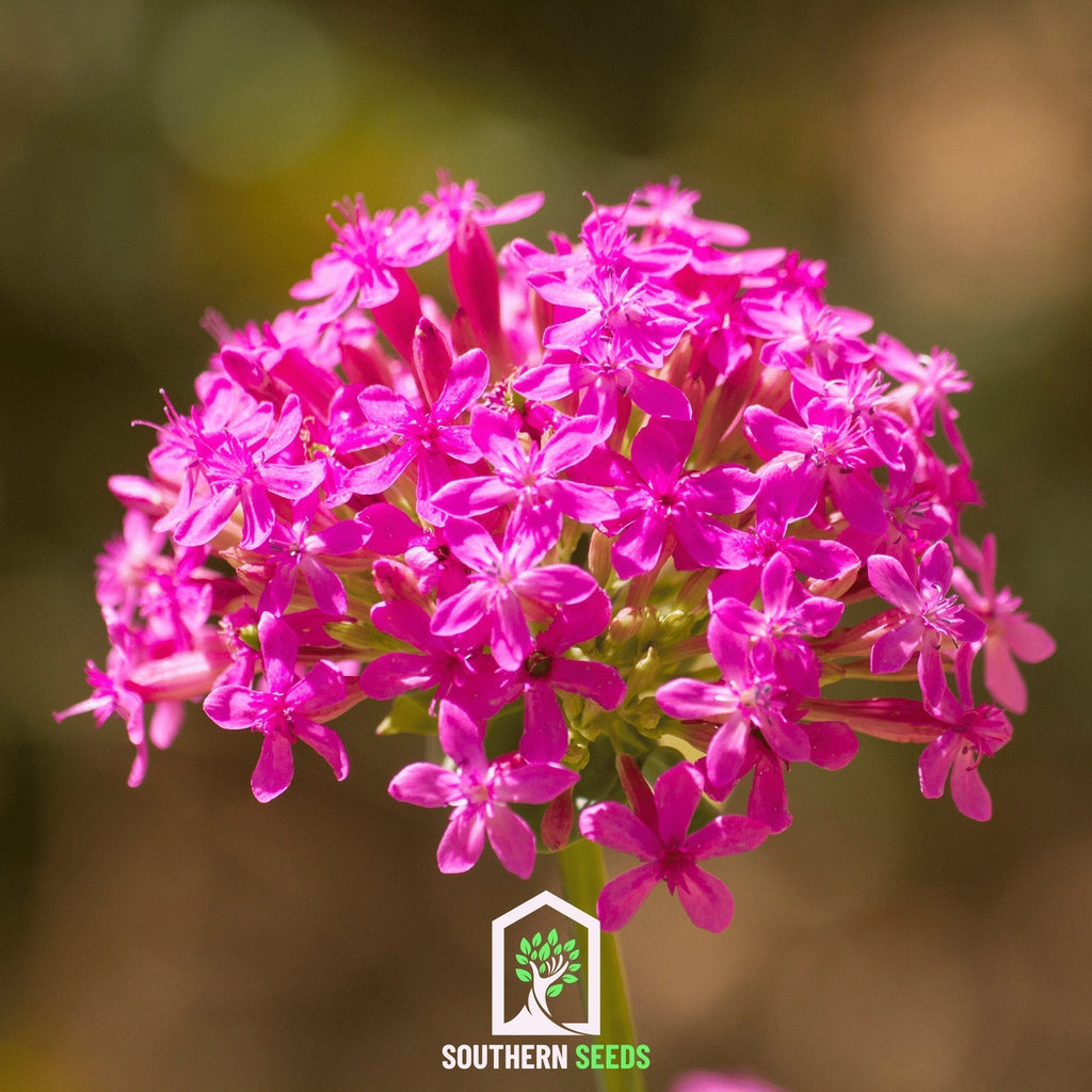 None So Pretty Catchfly – 250 Seeds Southern Seeds