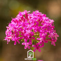None So Pretty Catchfly – 250 Seeds Southern Seeds