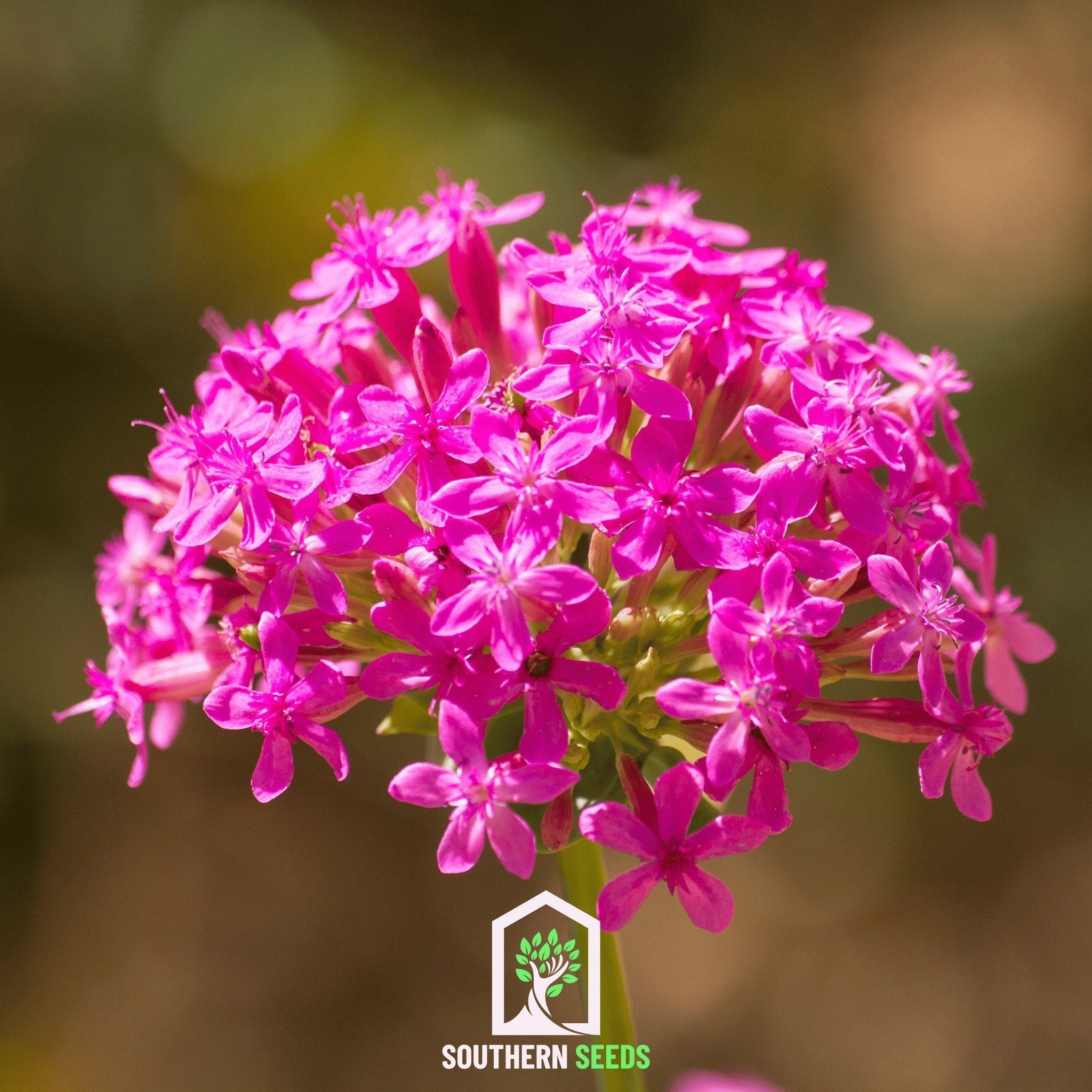 None So Pretty Catchfly – 250 Seeds Southern Seeds
