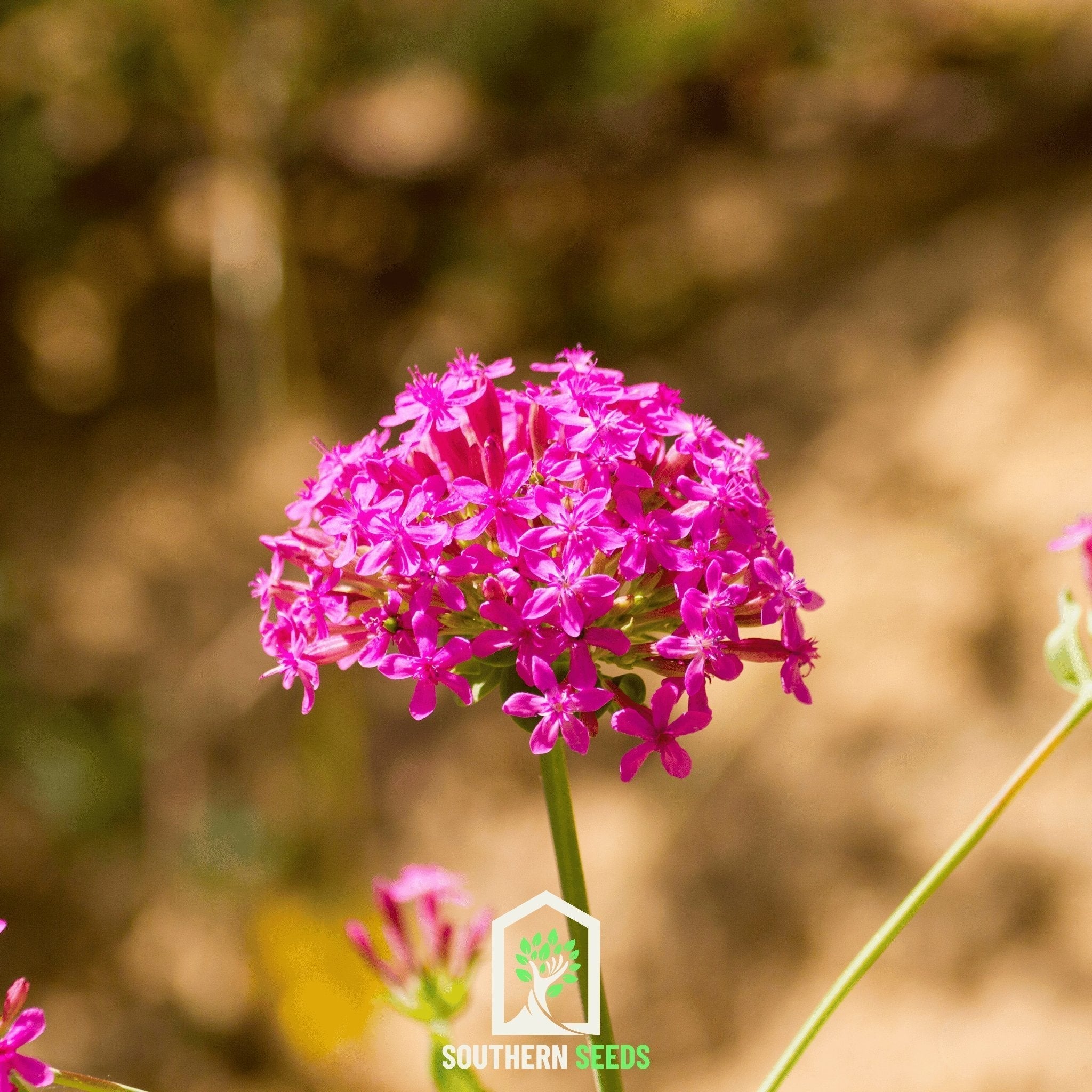 None So Pretty Catchfly – 250 Seeds Southern Seeds