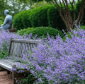 Catmint – 100 Seeds Southern Seeds